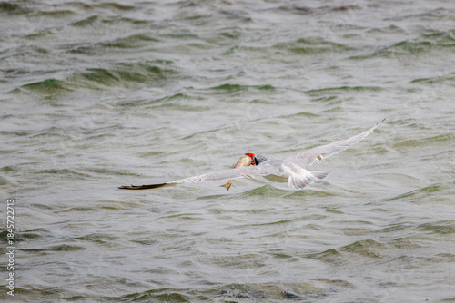 White cheeked tern flying low over sea surface with fish in beak, hunting seabird in action over shallow water in Red Sea Egypt, dynamic wildlife moment