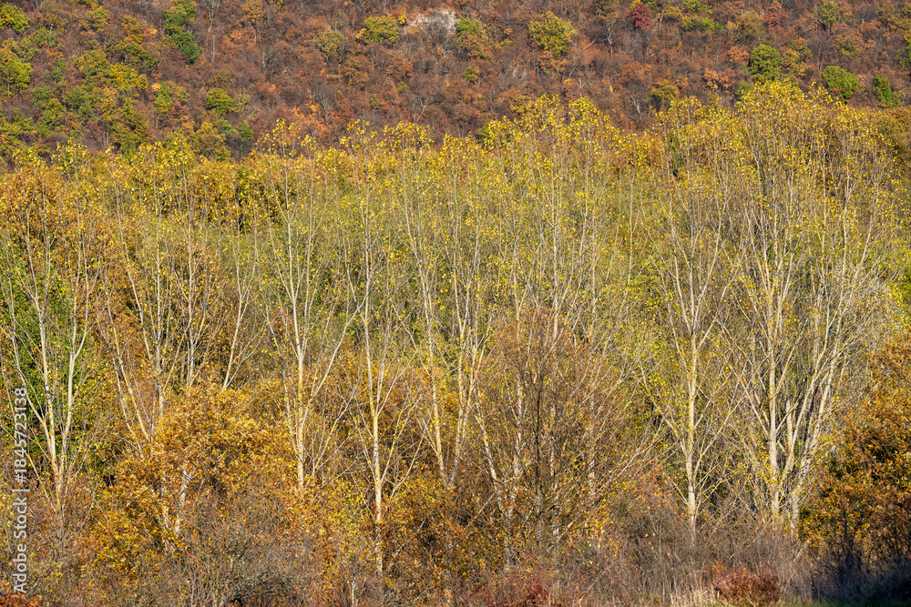 Fototapeta premium A dense autumn landscape featuring a mix of colorful shrubs, bare branches, and early fall foliage.