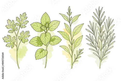 Coriander, mint, sage, and rosemary botanical illustration on white background