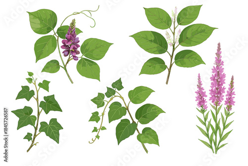 Botanical collection of vines and flowers with green leaves and purple blossoms