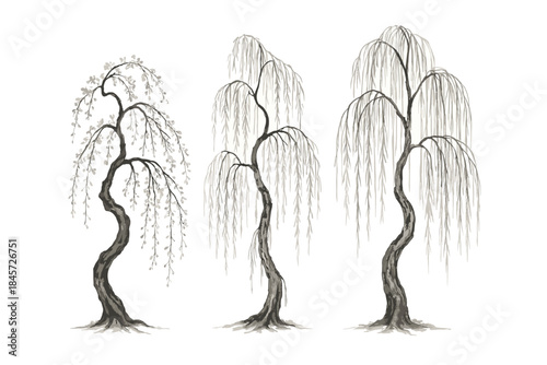 Ink drawing of three graceful willow trees in minimalist style