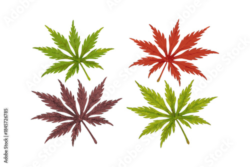Four vibrant maple leaves in green and red tones on white background