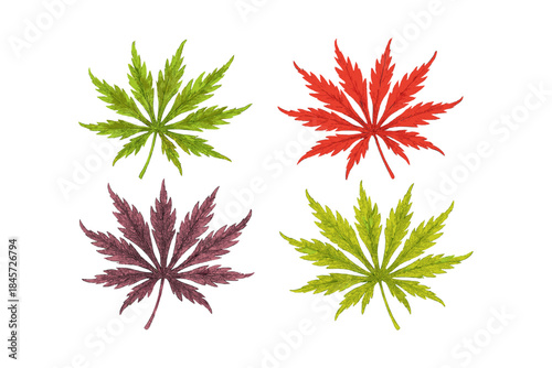 Four colorful maple leaves: green, red, brown, yellow on white background