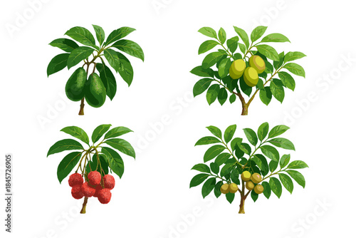 Four fruit trees: avocado, lemon, lychee, longan illustrations with lush green leaves