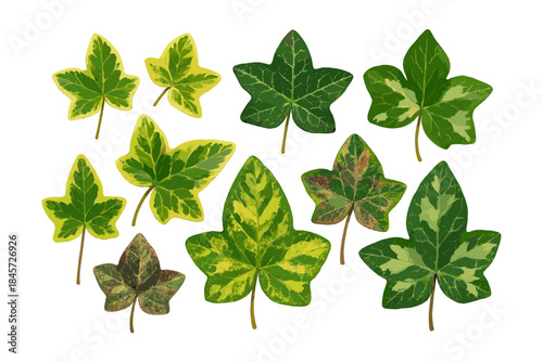 Diverse collection of green and yellow ivy leaves in various shapes
