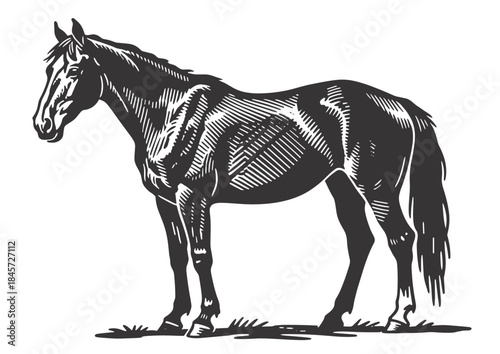 Elegant standing horse in profile with detailed shading. Classic black and white vintage vector illustration. Perfect for equine, farm, and nature designs.