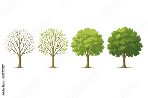 Four seasonal trees: winter, spring, summer, autumn phases