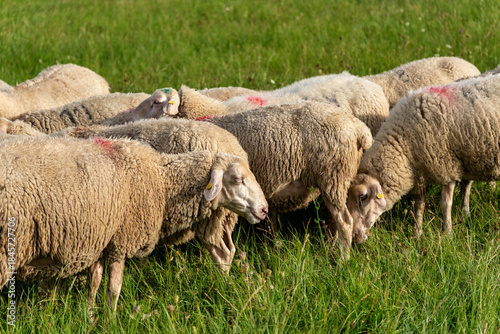 Closeup Of Grazing Sheep, Intimate Image Of Grazing Sheep With Detailed Fleece Texture And Markings