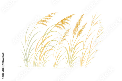 Delicate watercolor of golden wheat and green grass on white background