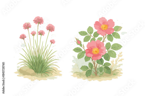Watercolor illustrations of pink sea thrift and pink rose plants with green leaves
