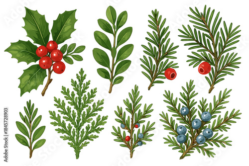 Collection of festive greenery and berries: holly, pine, juniper, and more