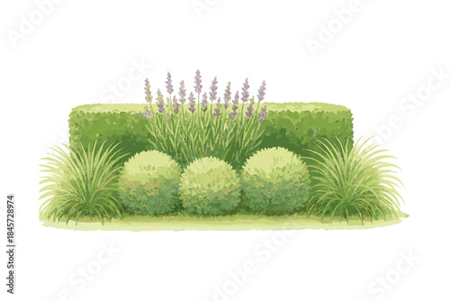 Detailed green garden hedge with lavender and ornamental grasses