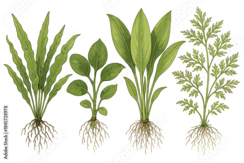 Variety of aquatic plants with roots in white background illustration