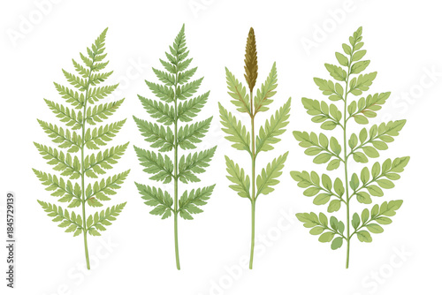 Illustrated variety of fern leaves and fronds with spore detail