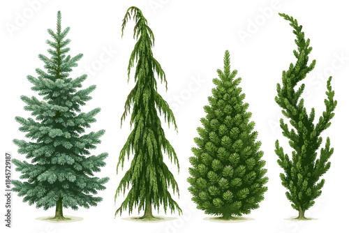 Variety of evergreen trees: spruce, cedar, fir, cypress illustrated
