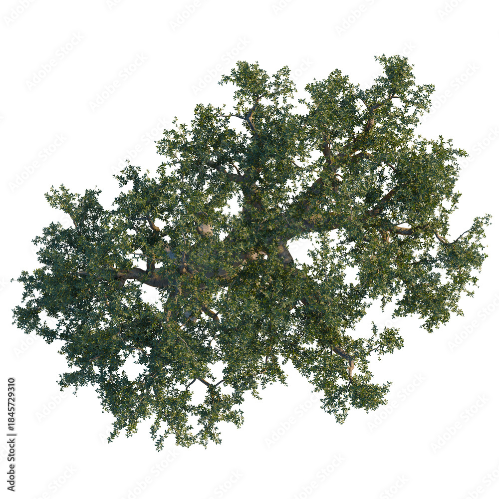 Fototapeta premium Commiphora myrrha tree, front view, cutout, 8k PNG, isolate, Majestic tree with lush green leaves on transparent background