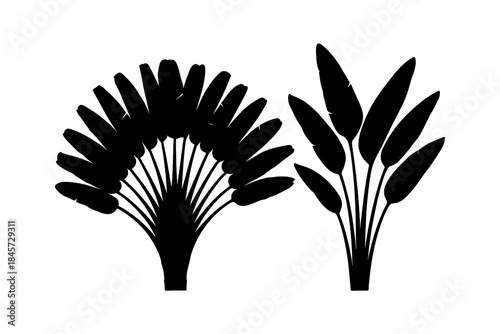 Silhouettes of cattail plants against white background