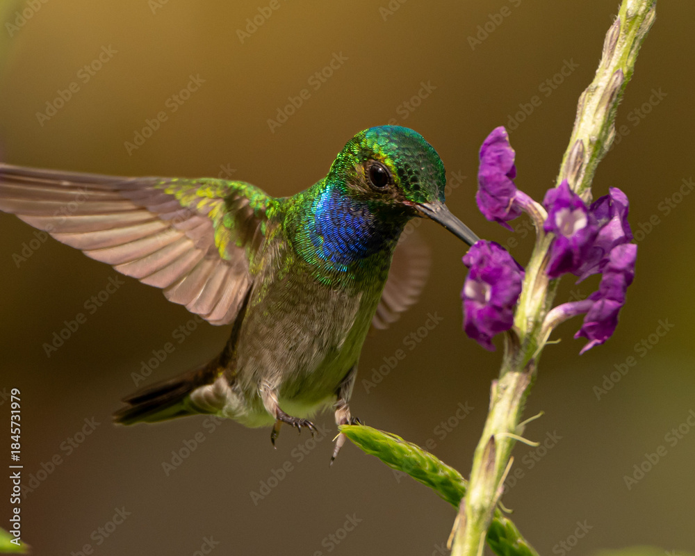 Fototapeta premium Charming hummingbird feeding on purple flowers