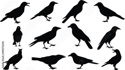 Black silhouettes of crows and ravens in various poses