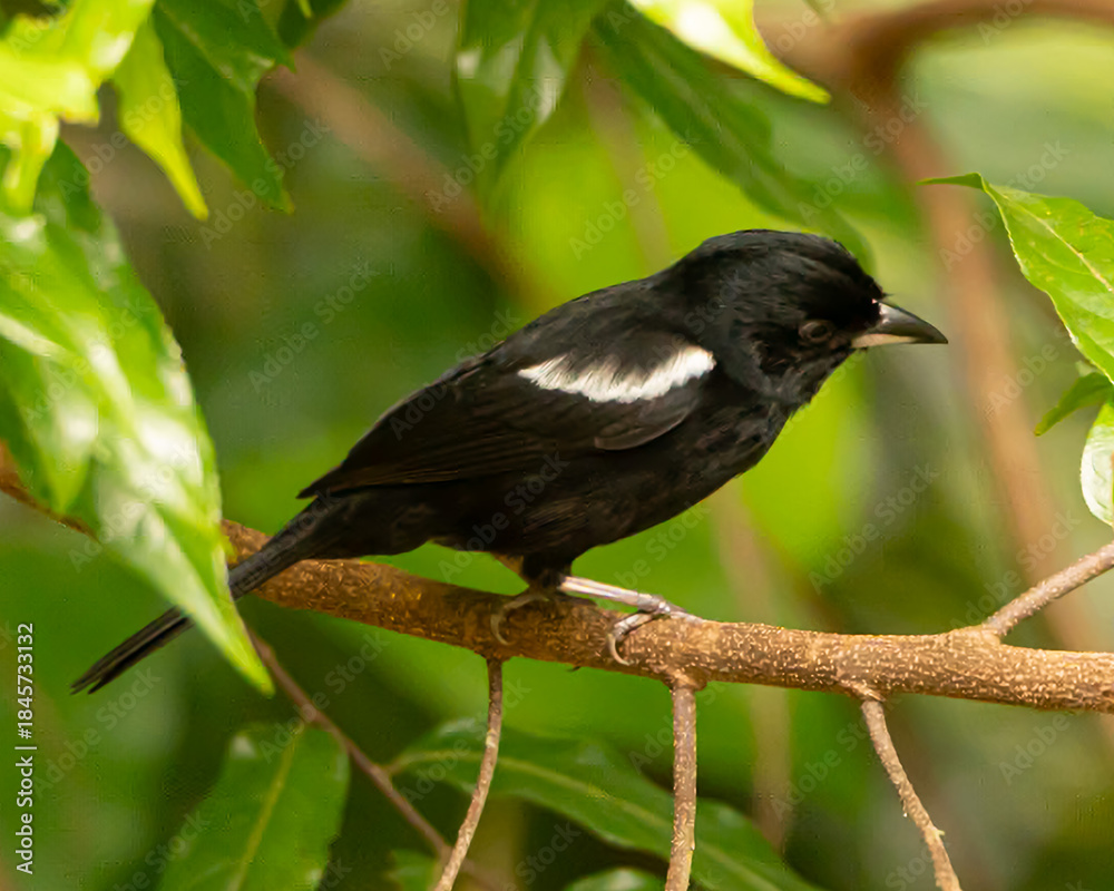 Fototapeta premium White Shouldered Tanager in Costa Rica