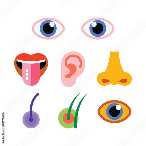 Human sense organs illustration set with eyes ears nose mouth skin sensory perception flat vector illustration collection