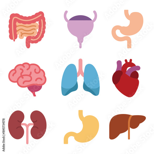 Digestive and urinary system anatomy icons collection with organs medical education flat vector design elements