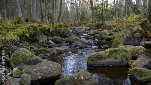 A small stream flowing through an autumn forest. In the green forest, a stream runs with clear, transparent water. Peaceful forest nature.