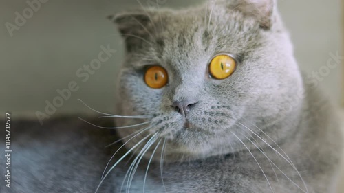 Close-up portrait of a grey Scottish Fold cat with bright orange eyes. Detailed shot of fluffy face and whiskers looking sideways with selective focus. Calm and beautiful domestic feline pet concept.