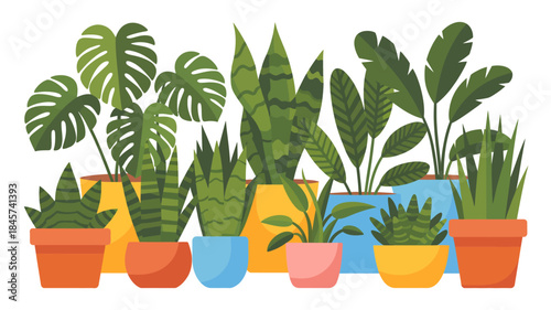 Vibrant Collection of Potted Houseplants in Colorful Planters