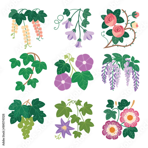 Climbing vine and hanging flower illustration set with wisteria roses leafy creepers garden decoration flat vector design collection