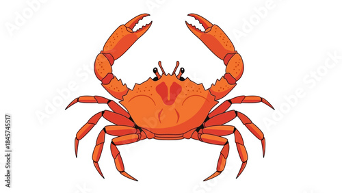 Orange crab illustration with raised claws on a white background