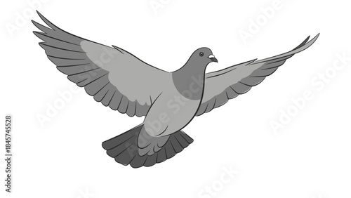 A pigeon with outstretched wings in flight against a white background.