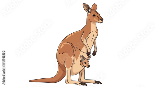 Kangaroo with a joey in her pouch