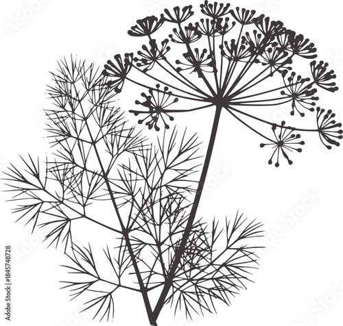 Detailed black and white botanical of wild dill plant umbels