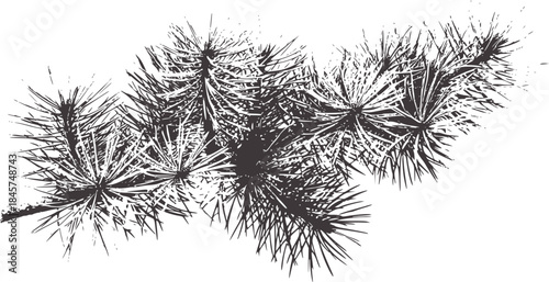 Detailed black and white botanical pine branch needles