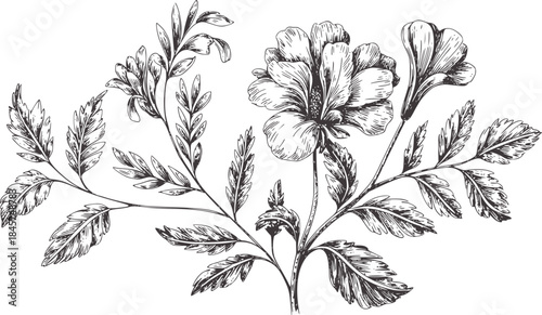 Detailed black ink botanical of a flowering plant