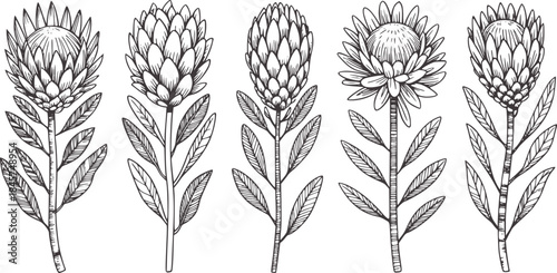 Five black ink protea flower branch flowers branches