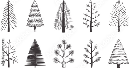 Ten hand drawn black and white pine tree trees handdrawn