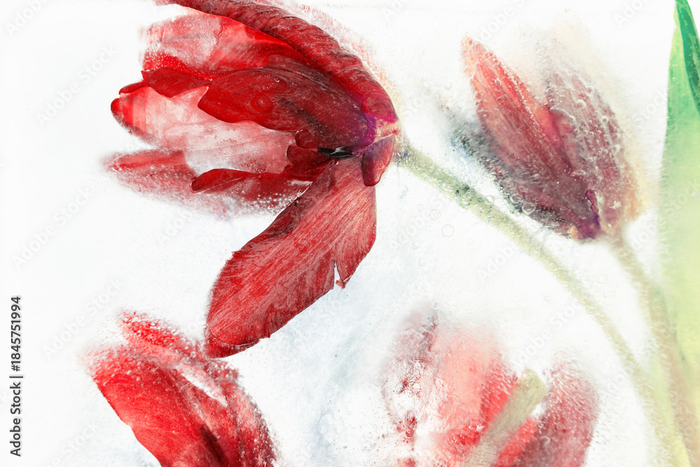 Naklejka premium Czerwone tulipany zamrożone w lodzie, przedstawione w malarskim, artystycznym stylu.