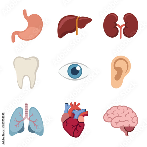 Human internal organs icon set with stomach liver kidneys lungs heart brain anatomy symbols, medical education flat vector illustration
