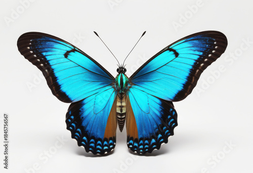 Turquoise Emperor butterfly, Doxocopa species, Amazonian butterfly with open wings, top view on white background, close-up photography