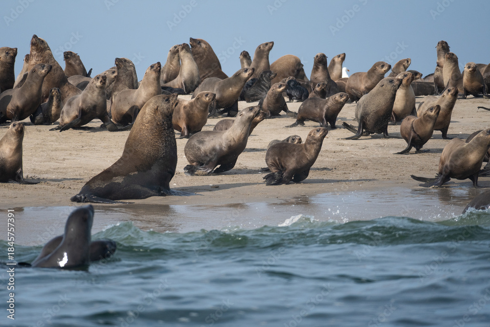 Fototapeta premium leones marinos de ilha dos tigres, angola