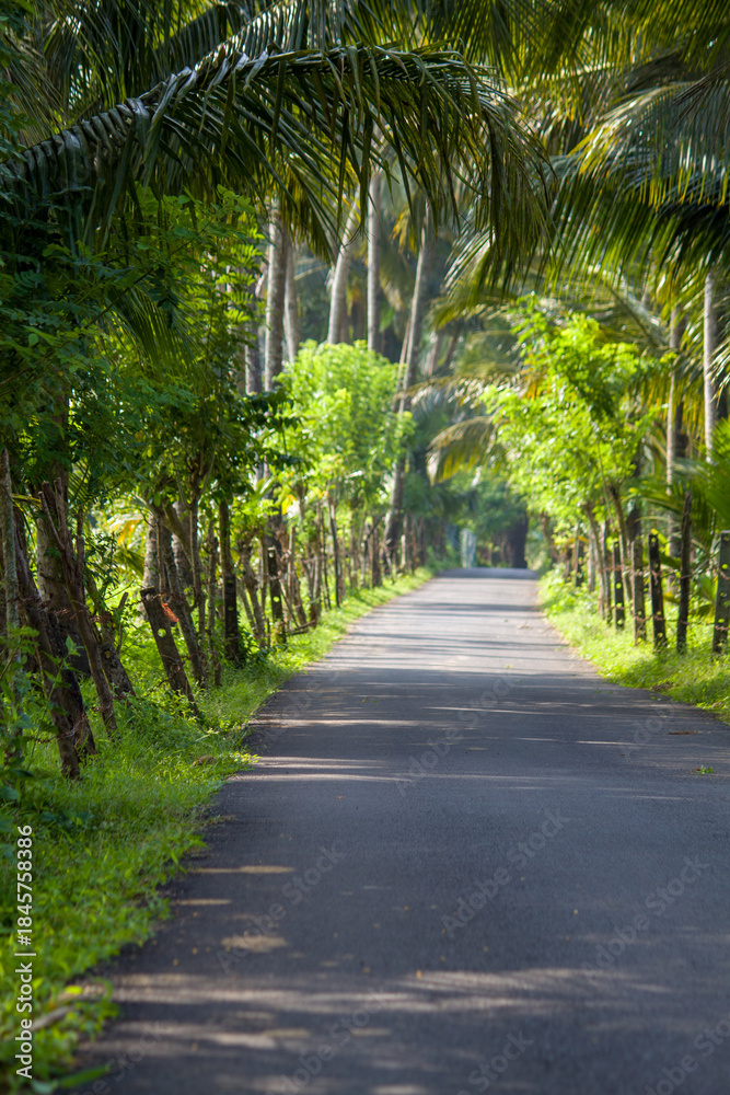 Obraz premium Palm tree lined tropical countryside road with lush green coconut palms, scenic rural asphalt pathway, peaceful summer nature landscape, travel background, exotic paradise, tranquil outdoor scenery