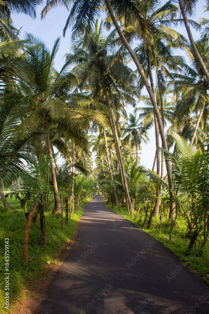 Obraz premium Palm tree lined tropical countryside road with lush green coconut palms, scenic rural asphalt pathway, peaceful summer nature landscape, travel background, exotic paradise, tranquil outdoor scenery