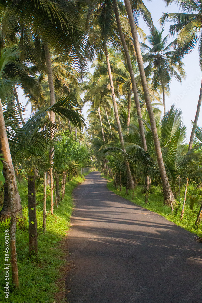 Obraz premium Palm tree lined tropical countryside road with lush green coconut palms, scenic rural asphalt pathway, peaceful summer nature landscape, travel background, exotic paradise, tranquil outdoor scenery