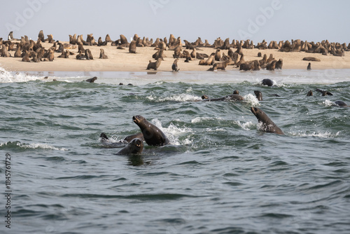 Leones marinos de Bahia dos Tigres, Angola