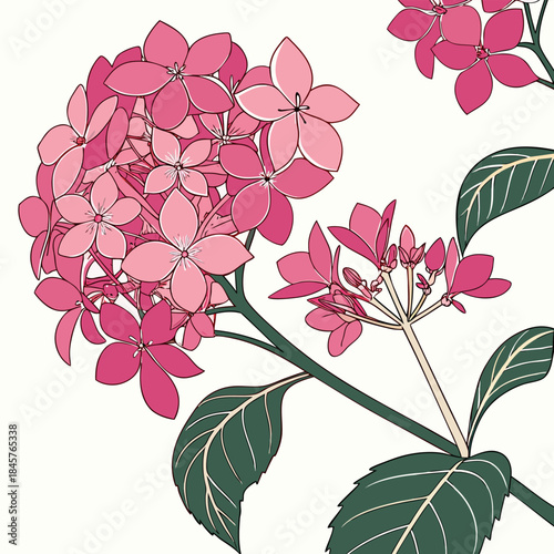 hydrangea paniculata pink on white background 