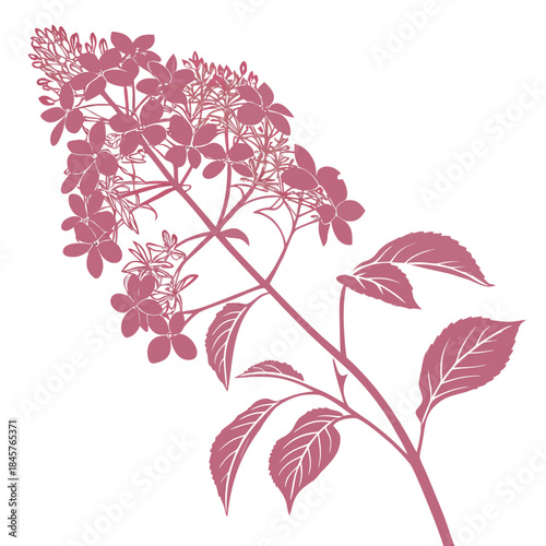 hydrangea paniculata pink with leaves
