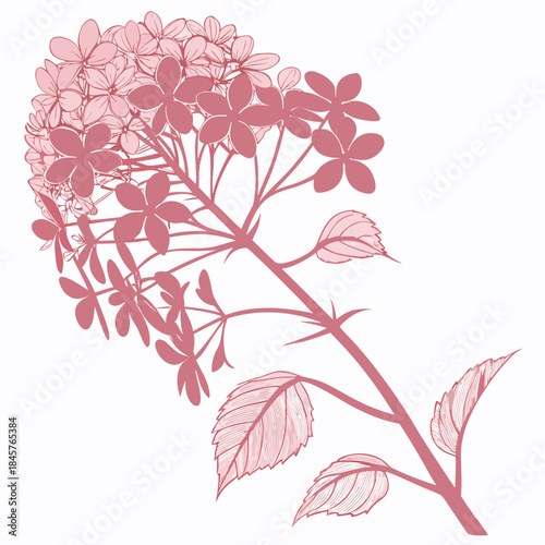 hydrangea paniculata pink on white background 