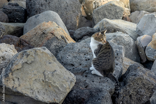 Cat sitting on large volcanic rocks along the coast of Sicily. Side view of a tabby and white cat resting on a rocky shoreline, surrounded by textured stones. Natural outdoor scene with neutral colors